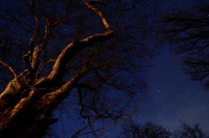 viejo árbol y estrellas foto