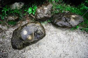 rocas con caracoles fosilizados foto