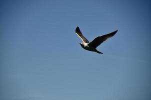 seagull in flight photo