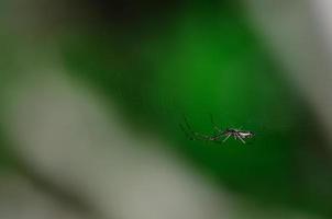 pequeña araña y verde foto