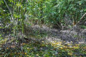 bosque tropical vida marina en estanque sumidero agua naturaleza mexico. foto