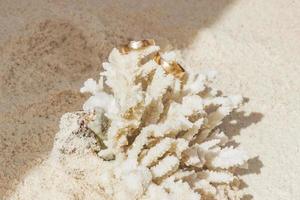 anillos de boda en coral en la playa. luna de miel en tailandia. foto