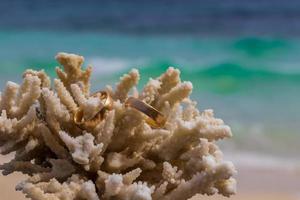 Wedding rings on coral on the beach. Honeymoon in Thailand. photo