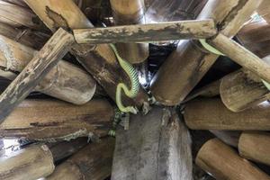 Snake in the bamboo roof on Koh Phangan in Thailand. photo