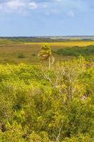 Muyil Lagoon panorama view in tropical jungle of amazing Mexico. photo