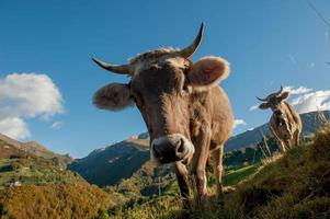 vacas con terneros pastando foto