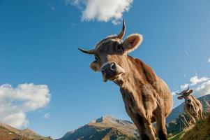 Cows with calves grazing photo