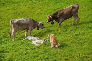 Cows with calves grazing photo