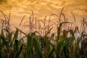 campo de maíz listo para la cosecha foto