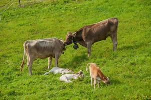 vaca pastando en el pasto foto