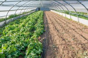 Organic cultivation of vegetables in greenhouses photo