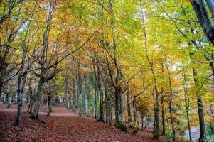 Forest in autumn photo