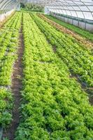 Organic cultivation of vegetables in greenhouses photo