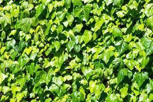 Background of ivy leaves photo