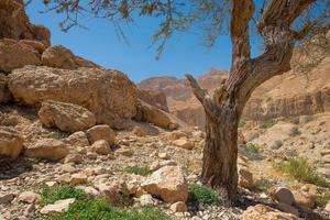 oasis en el desierto de en gedi en la costa occidental del mar muerto en israel foto