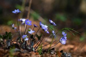 Flower Hepatica nobilis in the woods photo