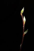 Close up of twigs with leaf buds ready to burst on black background photo