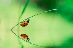 Ladybird on blade of grass upside water photo