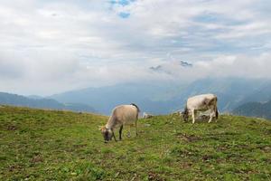 Cows grazing in the Bergamo mountains in italy photo