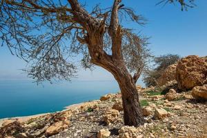 En Gedi Desert Oasis On the western shore of the Dead Sea in Israel photo