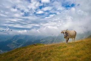 Cows grazing in the Bergamo mountains in italy photo