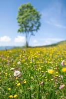 Flowered meadow in the spring of Dandelion with a plant in the background photo