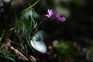 ciclamen salvaje en la naturaleza en el bosque bajo los rayos del sol. foto