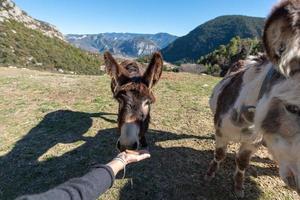 Catalan donkeys in the Pyrenees in Spain