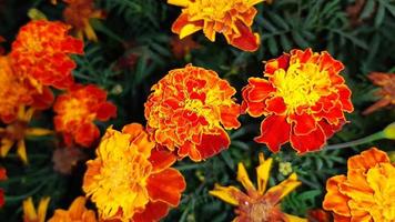 tagetes erecta, la caléndula azteca, caléndula mexicana, caléndula grande, foto