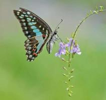 graphium doson, el arrendajo común, mariposa papilionida tropical. foto