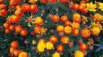 tagetes erecta, la caléndula azteca, caléndula mexicana, caléndula grande, floreciendo en el jardín foto