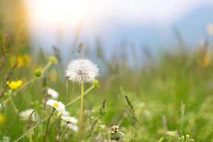 Dandelion flower the dandelion in the spring in the meadow photo