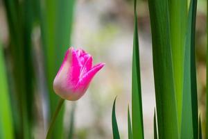 Pink tulip in the green photo