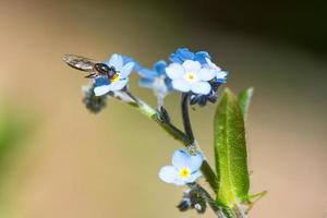 Wasp sucking from a flower photo