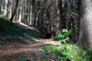 White flower in a trekking path in the woods photo
