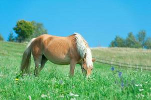 caballo comiendo en el prado foto