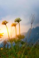 mountain flowers at sunset photo