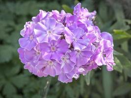 bonita flor de phlox de jardín rosa en plena floración foto