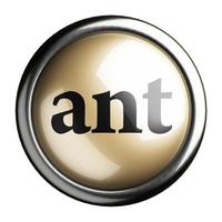 ant word on isolated button photo