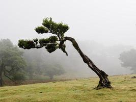 bosque mágico de niebla y árboles de laurel con formas inusuales causadas por el viento y el medio ambiente. viajar el mundo. fuertes vientos, nubes y niebla. lugar de cuento de hadas. laurisilva de madeira unesco portugal. foto