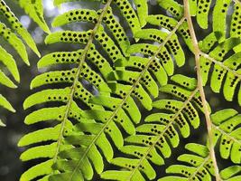 Beautiful closeup of a fern plant with black spores. Sunlight shining on the vibrant green colors of the leaves. Cinematic shot. photo
