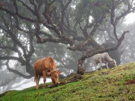Cows eating grass in a foggy forest. White and brown cows. Strong winds. Cattle in nature. Tree branches moving with the wind and fog passing very fast. Madeira Island, Portugal. photo