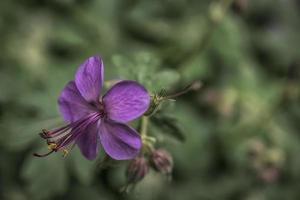 una foto de primer plano de una flor de tibouchina violeta