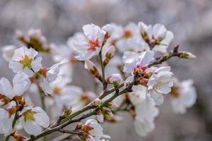 Almond tree twigs with pink-white blossoms. Spring arrival scene. photo