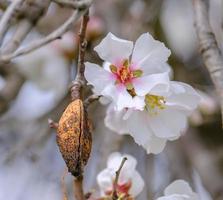 Almond tree twig with pink-white blossoms and nut shell. Spring arrival scene. photo