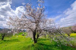 Almond tree with pink-white blossoms. Spring arrival scene. photo
