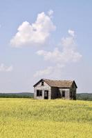 an abandoned house in a field of yellow canola