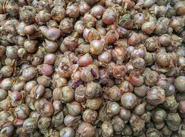 freshly harvested red onions photo