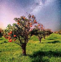 plantación de árboles de naranja mandarina en la isla jardín italia sicilia. cielo nocturno vibrante con estrellas y nebulosa y galaxia. astrofotografía de cielo profundo