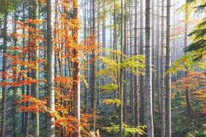 hermosa niebla matutina y rayos de sol en el bosque de pinos de otoño foto